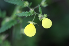 Calceolaria mexicana